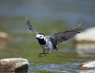 White Wagtail at the river shore. Closeup.