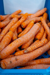 Different types and sizes of non standard orange carrots in plastic box in vegetables processing farm