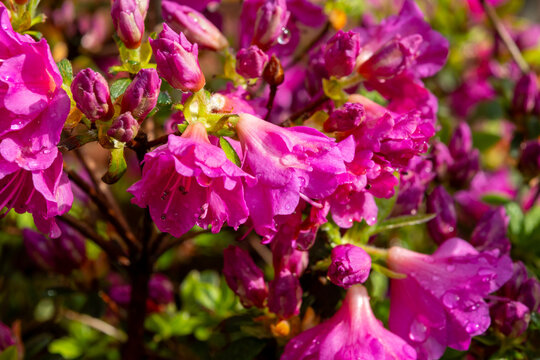 Pink blossom of rhododendron azalea flowers in spring garden