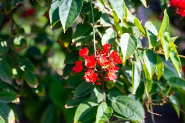 Red flowers of Jatropha flowering plants in spurge family, Euphorbiaceae