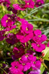 Fototapeta premium Pink blossom of aubrieta deltoidea perennial ornamental plant in spring garden