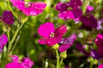 Obraz premium Pink blossom of aubrieta deltoidea perennial ornamental plant in spring garden