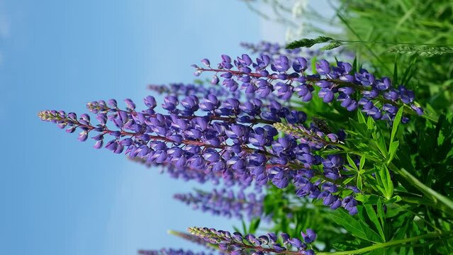 Blooming lilac lupines on blue sky background. Low angle video shoot. Vertical format. Slow motion.