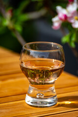 Brut apple cider from Betuwe, Gelderland, in glass and blossom of apple tree in garden on background on sunny day, apple cider production in Netherlands
