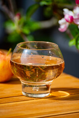 Brut apple cider from Betuwe, Gelderland, in glass and blossom of apple tree in garden on background on sunny day, apple cider production in Netherlands