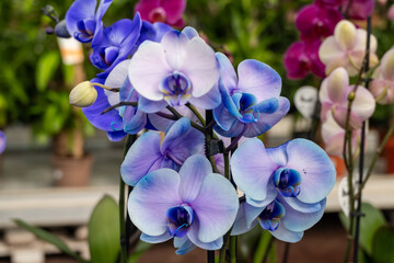 Blossom of blue and violet tropical decorative orchids flowers close up