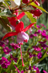Fototapeta premium Colorful flowers of fuchsia magellanica flowers in spring garden