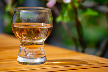 Brut apple cider from Betuwe, Gelderland, in glass and blossom of apple tree in garden on background on sunny day, apple cider production in Netherlands