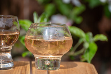 Brut apple cider from Betuwe, Gelderland, in glasses and blossom of apple tree in garden on background on sunny day, apple cider production in Netherlands