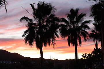 Bright yellow Bougainvillea plant flowers and blue clear sky