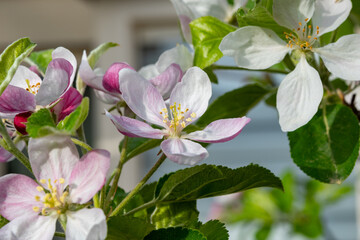 Spring pink blossom of apple trees in orchard, fruit region Haspengouw in Belgium, close up