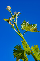 Young green grape plant shoot with leaves, buds and berry ovaries and blue sky