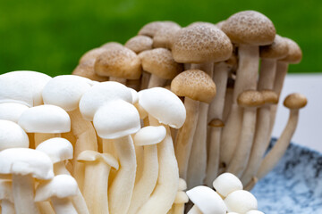 White and brown shimeji edible mushrooms native to East Asia, buna-shimeji is widely cultivated and...