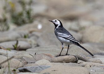 White Wagtail, yarrellii, female on the rocks