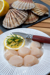 Atlantic bay scallops coquille St. James sea shells, catch of the day in Normandy or Brittany, France is shells and cleaned