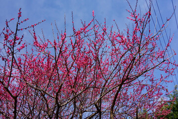 春の青空に映える紅梅の艶やかな花の枝振り