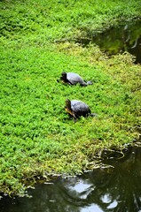 Turtle by a Pond on a Late Spring Day