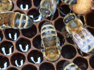 Bienen pflegen Brutwaben im Stock