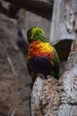 Parrot in Jungle Park Tenerife(Spain)