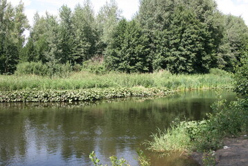 Fototapeta premium lake in the forest
