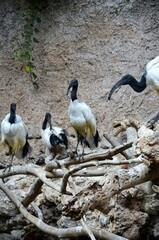 Sacred ibis in the Jungle Park in Tenerife