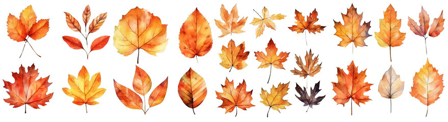 Watercolor leaves and branches fall leaves illustration PNG element cut out transparent isolated on white background ,PNG file ,artwork graphic design.