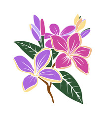 Purple decorative fresh blossoming plumeria flowers with leaves. Hand drawn outline floral icon. Vector flat illustration isolated on transparent background.