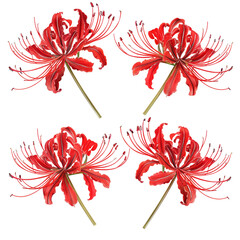 Khigan Red Spider Lily, Vibrant Bloom on Transparent Background, Isolated Botanical Close-Up for Garden Decoration in Spring and Summer.