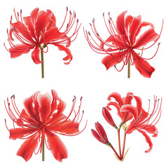 Khigan Red Spider Lily, Vibrant Bloom on Transparent Background, Isolated Botanical Close-Up for Garden Decoration in Spring and Summer.