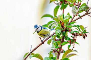 Eurasian blue tit (Cyanistes caeruleus) Passerine bird with caterpillars in the beak, feeding the chicks.  with blue cap, white cheeks, black Eyestripe's, green blue back, yellow belly and blue wings 