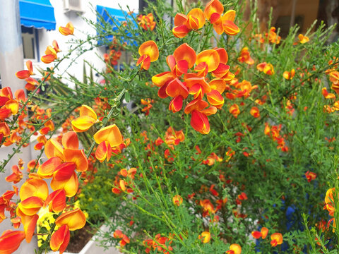 A cytisus bush with red and yellow flowers grows on a city street.