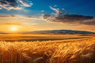 Obraz premium Scenic sunset over golden wheat field