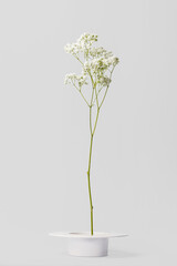 White gypsophila flowers isolated on white background