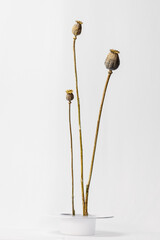 dried poppy heads on white background 