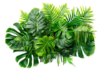 Green leaves of tropical plants bush (Monstera, palm, fern, rubber plant, pine, birds nest fern) floral arrangement isolated on white background