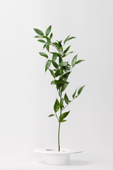 Twig of ruscus with green leaves on a white background
