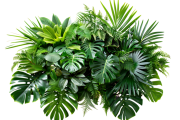 Green leaves of tropical plants bush (Monstera, palm, fern, rubber plant, pine, birds nest fern) floral arrangement isolated on white background