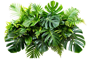 Green leaves of tropical plants bush (Monstera, palm, fern, rubber plant, pine, birds nest fern) floral arrangement isolated on white background