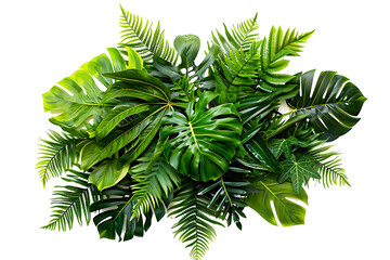 Green leaves of tropical plants bush (Monstera, palm, fern, rubber plant, pine, birds nest fern) floral arrangement isolated on white background