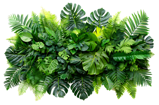 Green leaves of tropical plants bush (Monstera, palm, fern, rubber plant, pine, birds nest fern) floral arrangement isolated on white background