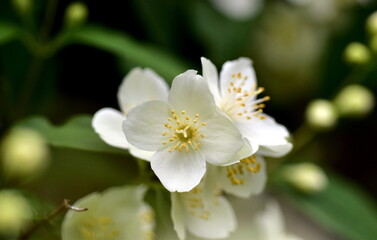 Fototapeta na wymiar Blüten und Knospen an einem Weichhaarigen Pfeifenstrauch 