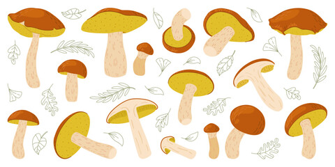 Suillus mushroom set. Edible fungus. Hand drawn trendy flat style mushroom collection isolated on white background. Autumn forest harvest, healthy organic food, vegetarian food. Vector illustration