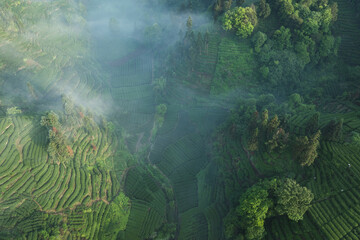 Aerial view of tea farm landscape in China