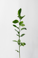 Twig of ruscus with green leaves on a white background