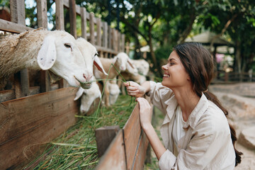 Fototapeta premium A woman feeding a sheep at a farm with her hand on its head