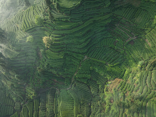 Aerial view of tea farm landscape in China