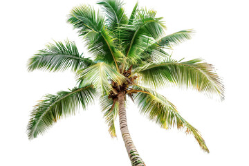 Coconut Palm Tree Isolated on a Transparent Background