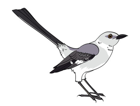 Mocking Bird Illustration