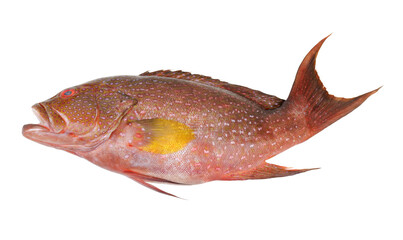 Raw dark red spotted grouper fish isolated on white