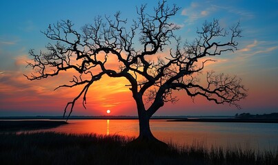 Fototapeta premium A dead tree is silhouetted against the sunrise along the Cape Fear River near the Atlantic Ocean outside Wilmington, North Carolina